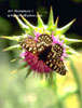 butterflies, thorns, close up