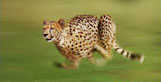 wildlife images, cheetah, gorillas, elephants, chimpanzees