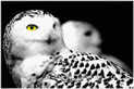 snowy owls, diurnal, arctic circle