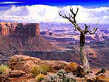 overlook, Canyonlands National Park, dead tree