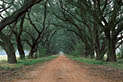 road through the trees, Saudi Arabia
