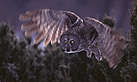 Great Grey Owl, flying, wildlife